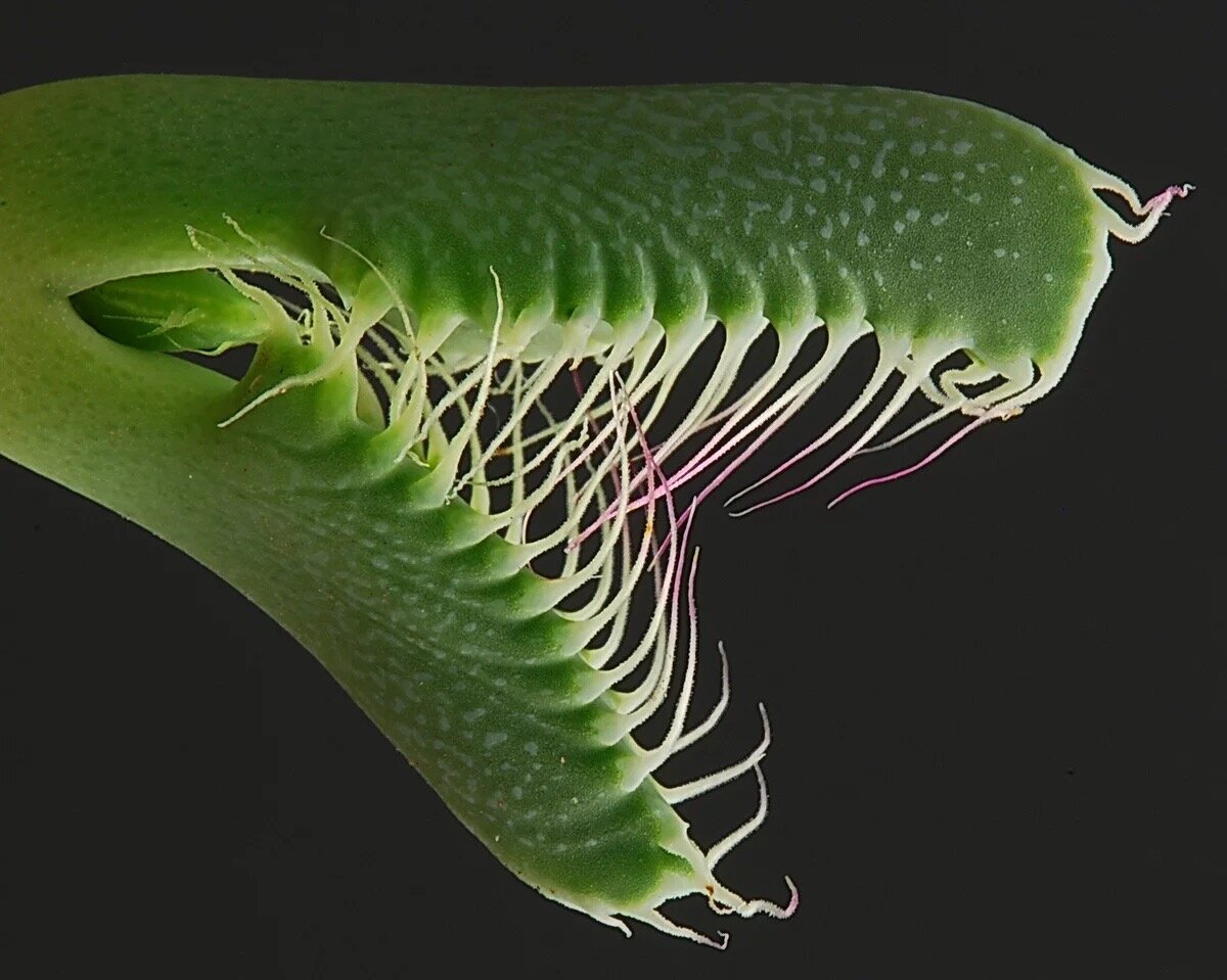 Крупным планом