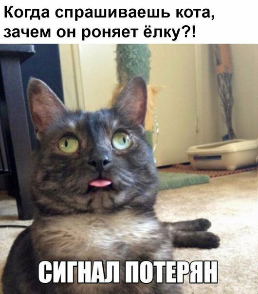 А У ВАС КОТЫ РОНЯЮТ ЁЛКУ?