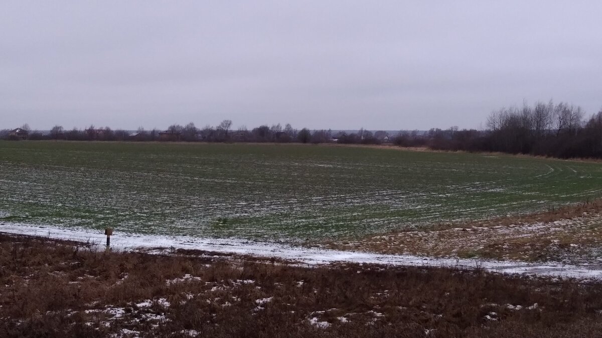 Такая вот у нас зима. Январь.