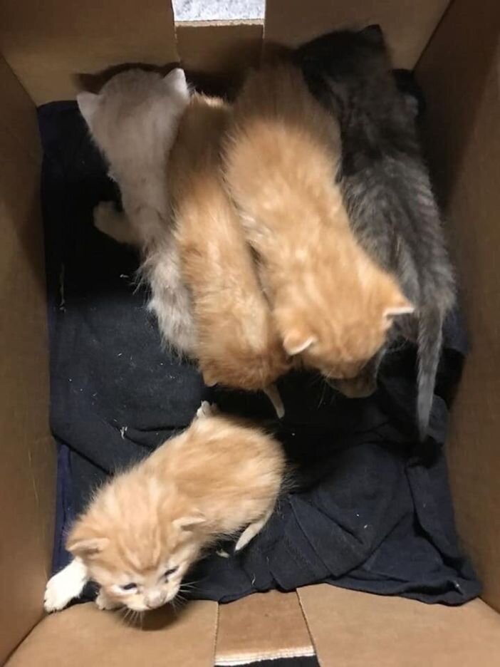 Вот таких котят достали из автомобильных шин