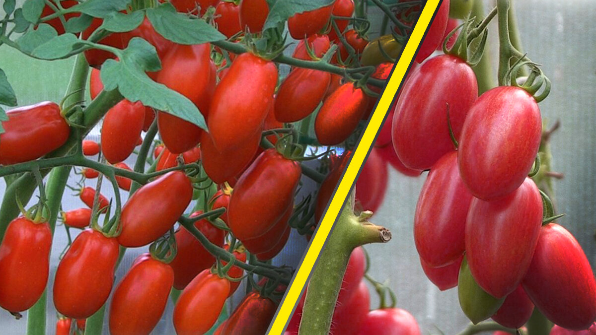 Обзор одних из самых сладких томатов (Видео)