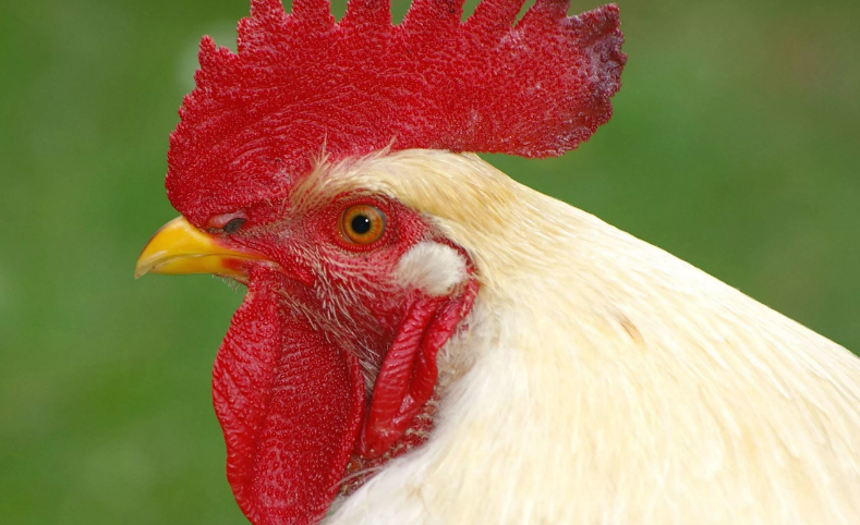 фото из доступных источников.