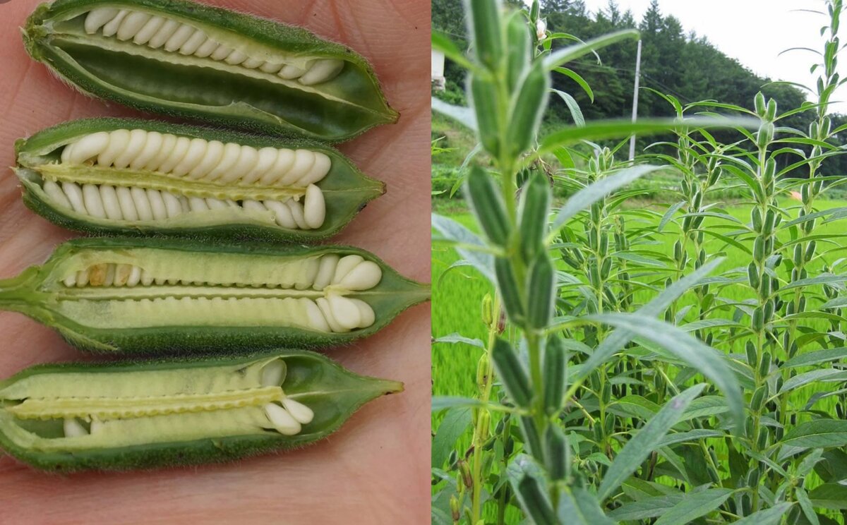 Яндекс.картинки