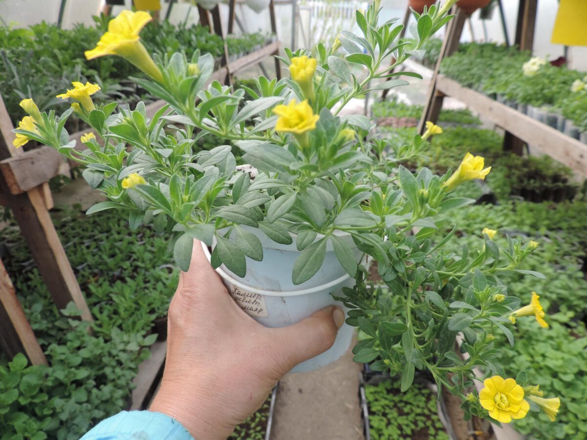 Одна из моих первых калибрашек.