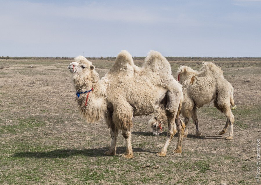 Winter mongolia. Верблюды караван. Песня идут верблюды на длинных. Песня идут верблюды на длинных. Дорогой верблюд иди прямо через зеленый луг.