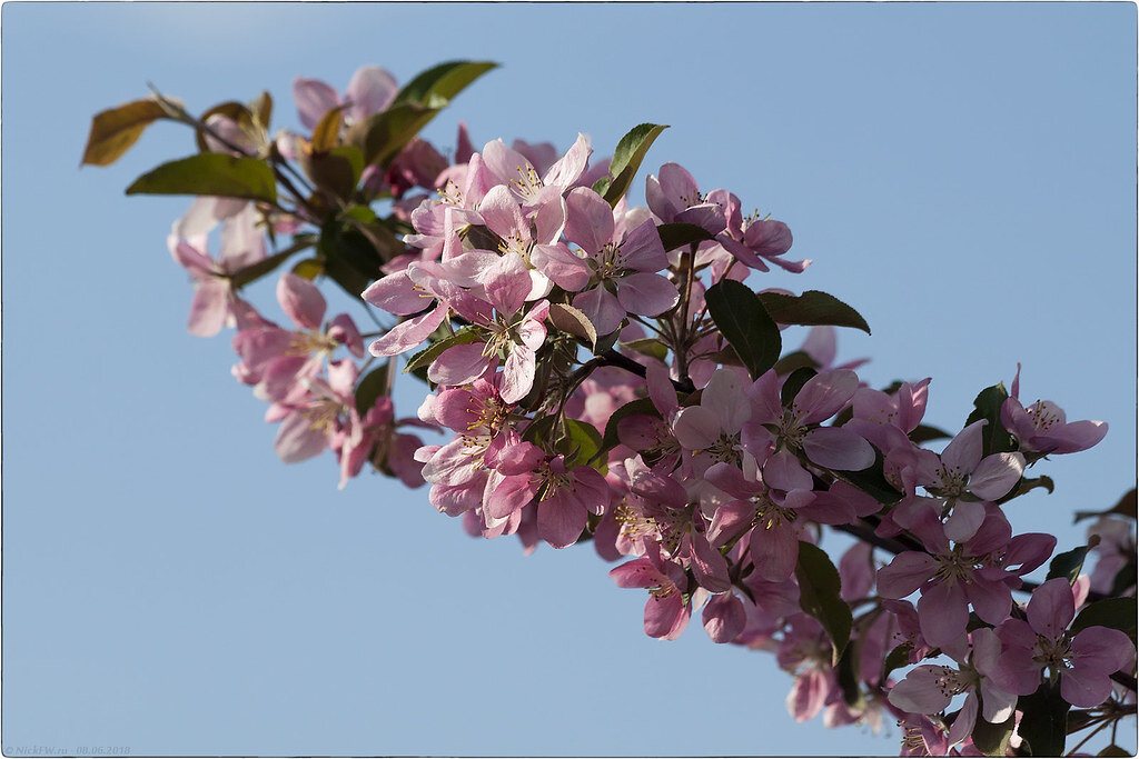 1. Цветущая яблонька © NickFW.ru
