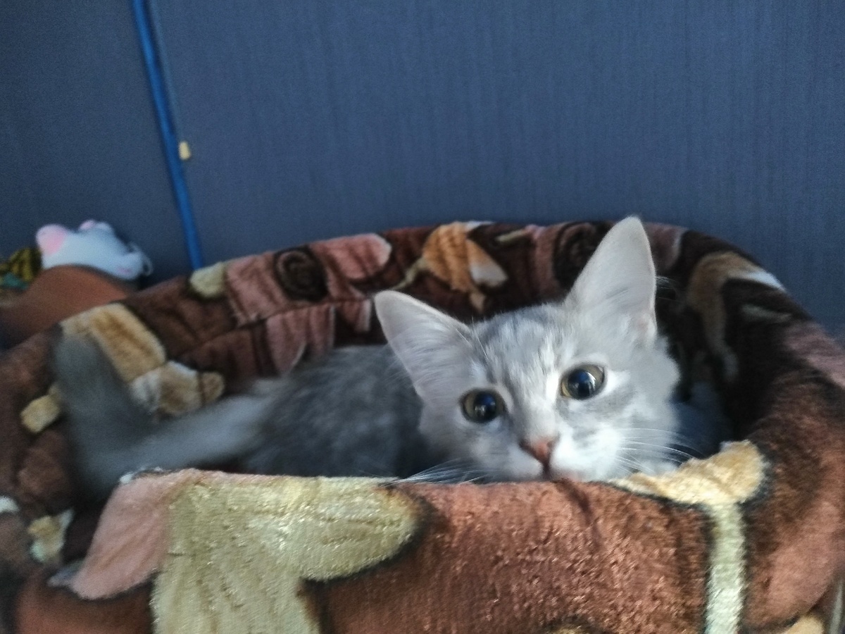 Мой котёнок женского рода "Регина". 
