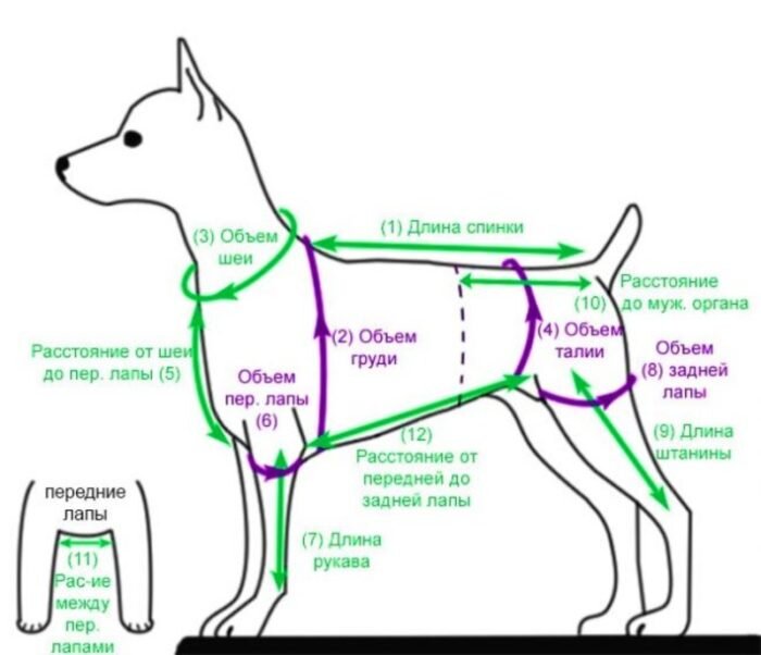 Выкройки одежды для собак