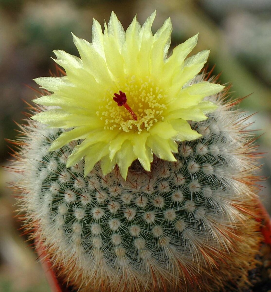 Фото: Яндекс