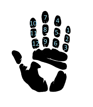 Считаем до дюжины на пальцах одной руки