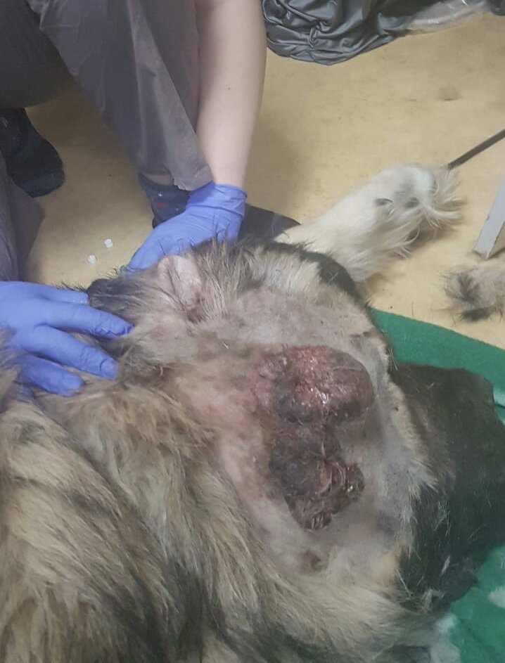 Здесь уже подбрили места с опухолями, чтобы начать операцию. Эти «груши» могут посоперничать своими размерами с мячами для тенниса. 