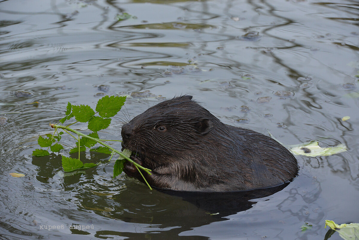 Места обитания бобров заметить не очень сложно - поваленные деревья по берегам водоема, плотины этих речных строителей, хатки.
Оказывается, бобры очень любят кусты малины. И колючие стволы кустарника бобрам вовсе не помеха...
1.

Под катом еще 24 фото.
