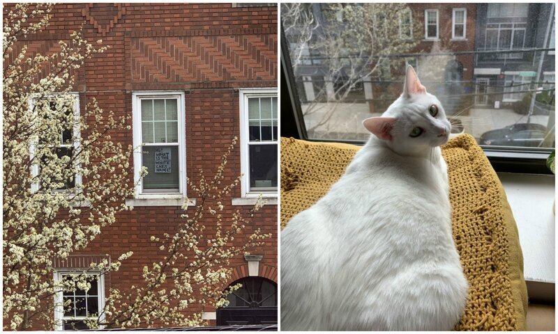 Даже в непростые времена, когда во многих странах объявлен карантин, есть место для улыбки и позитива. Увидев в окне дома напротив шикарного белого кота, жительница Нью-Йорка по имени Лиззи Бартлет решила пооригинальничать. 