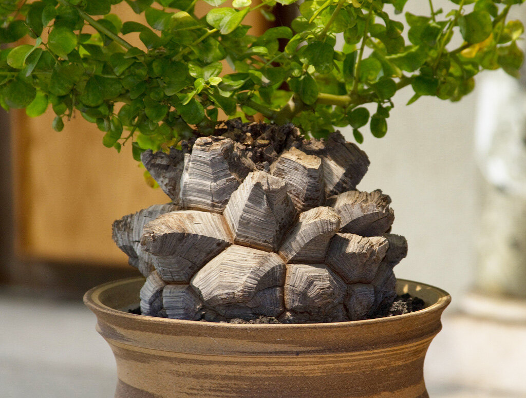 Использовано фото Яндекс-картинки