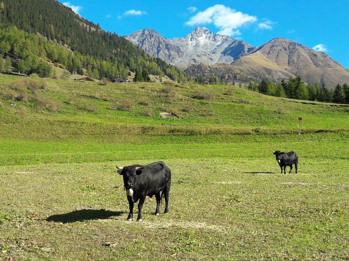 Швейцария (Switzerland)