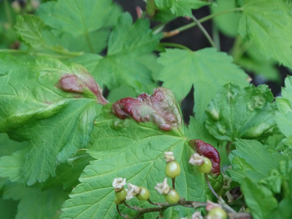 А вот так выглядит красная смородина. Пораженные листочки лучше всего удалять