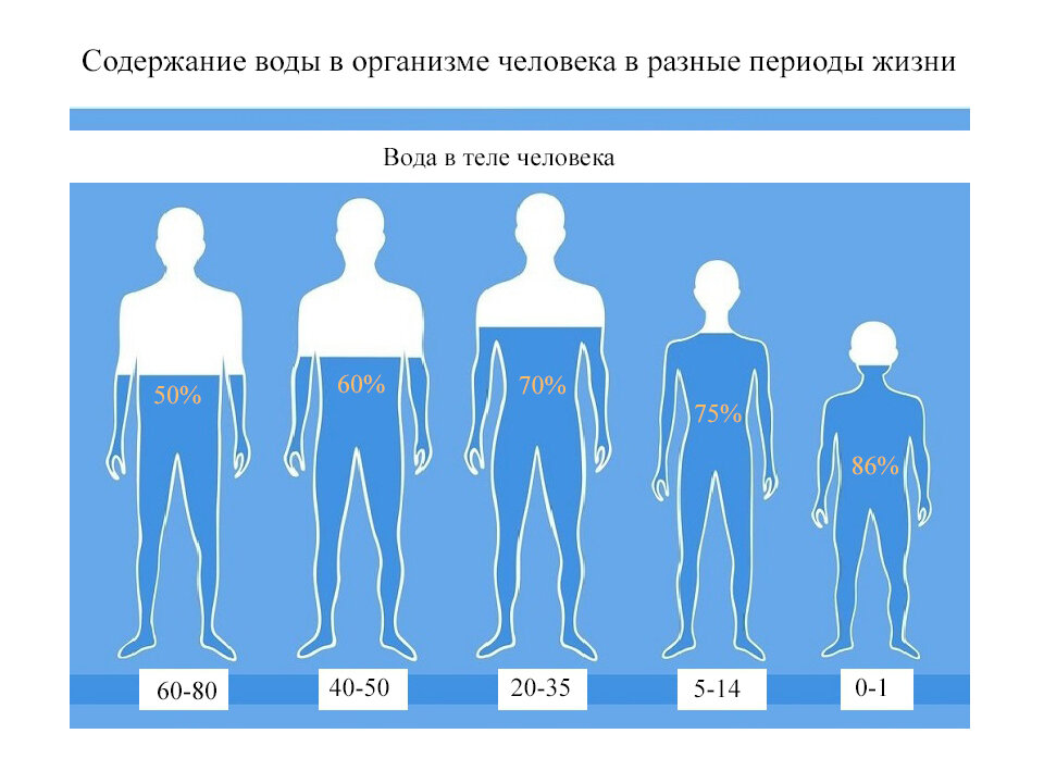 Содержание воды в организме в разные периоды жизни
