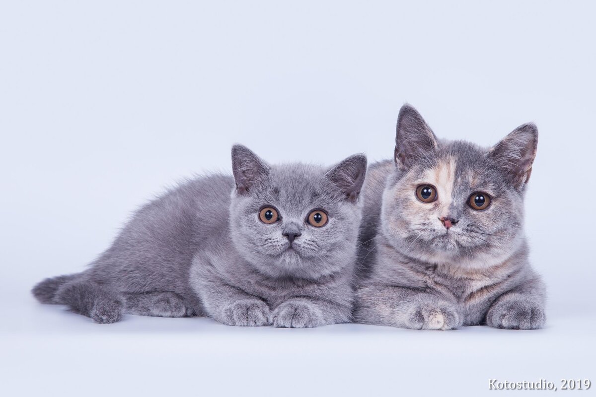 британские котята из питомника House Arletta British