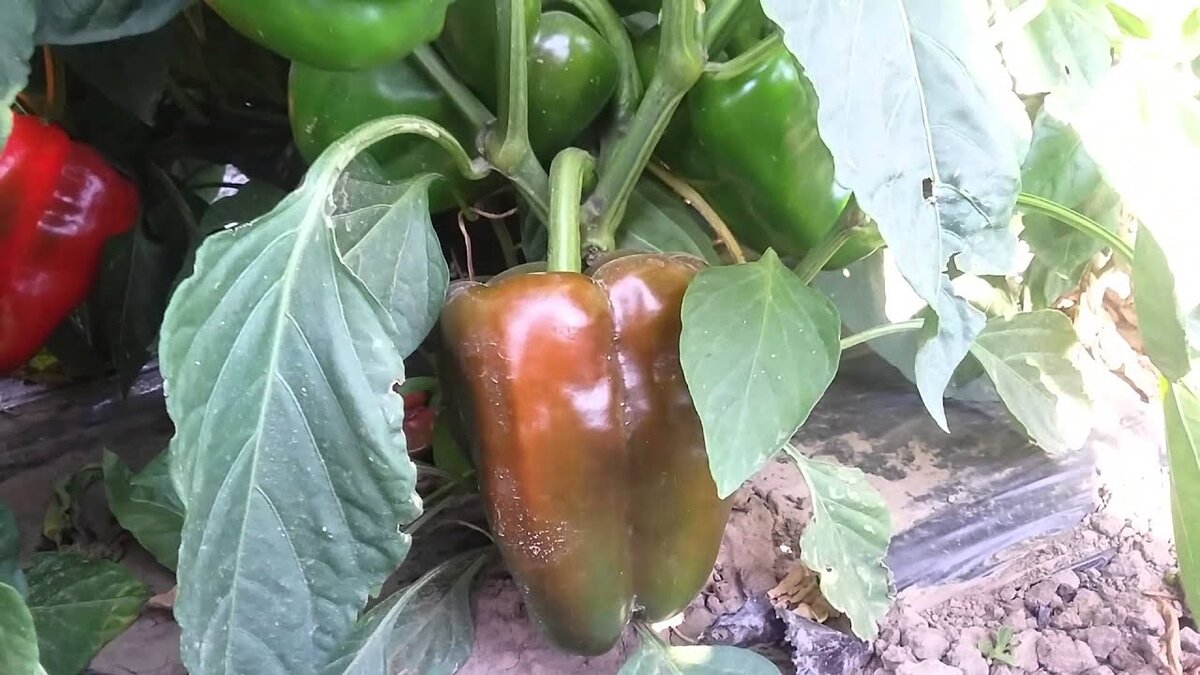 Перец болгарский Клаудио