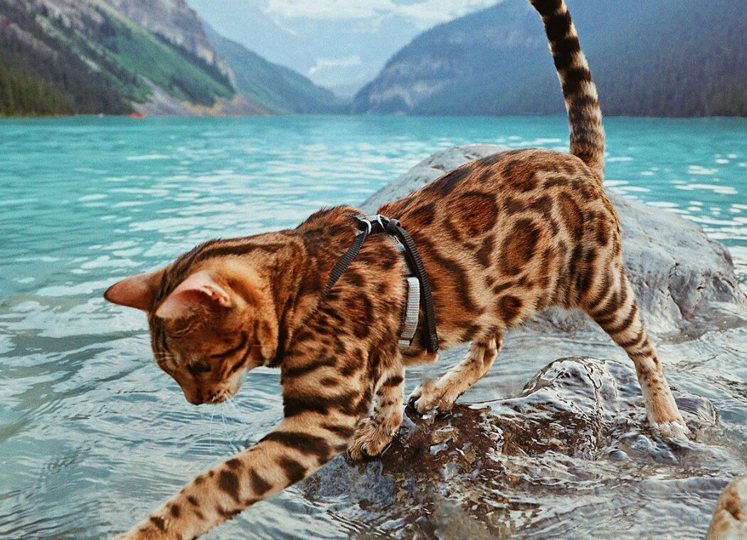 Бенгальский кот купается