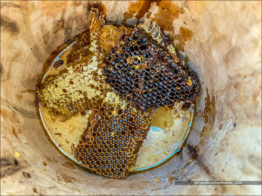 Поиск улья диких пчел и их приручение
