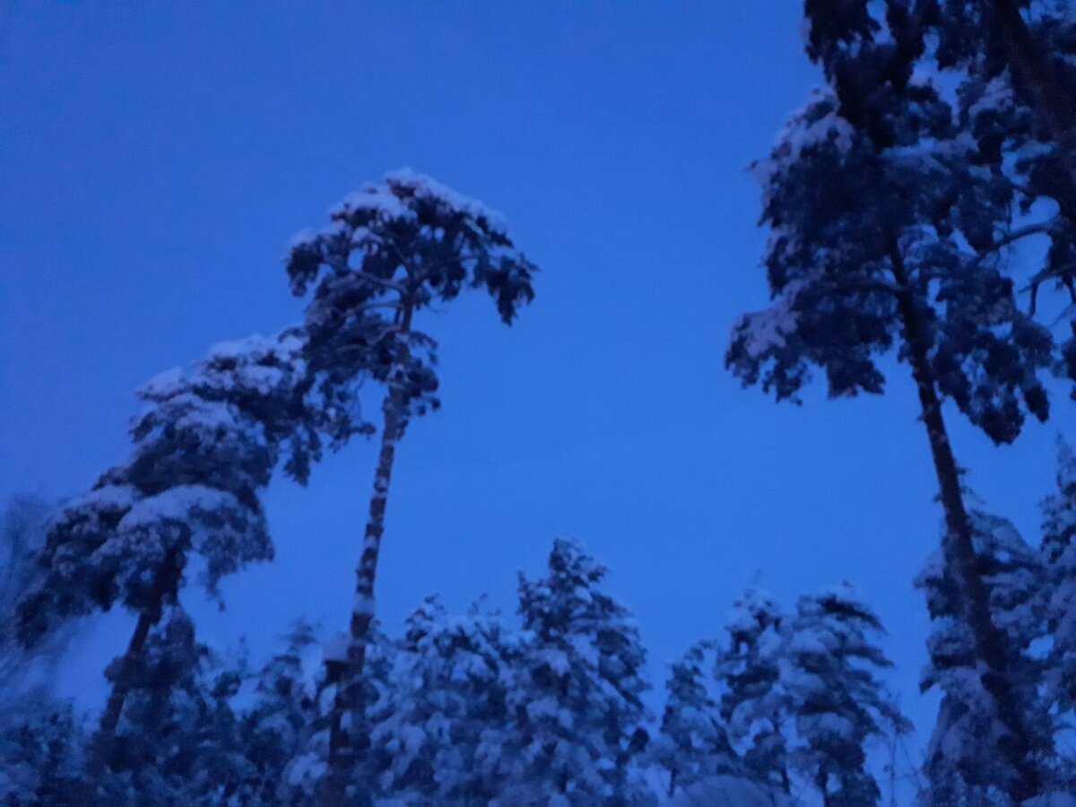 Лен облость