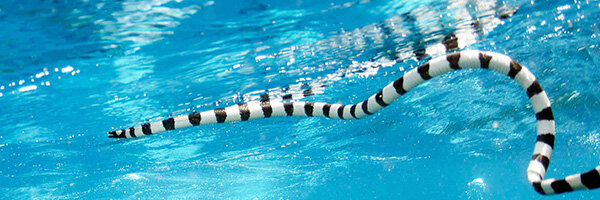 Плоскохвост