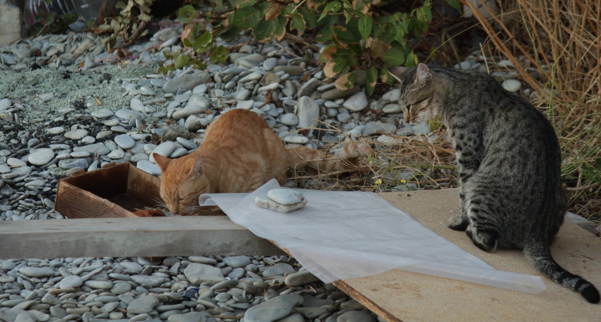 Ждет своей очереди