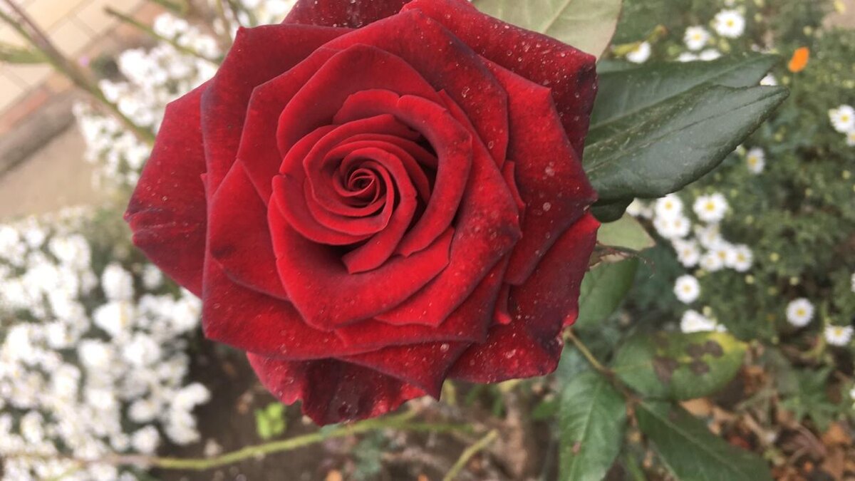 Это вам (из личного архива )