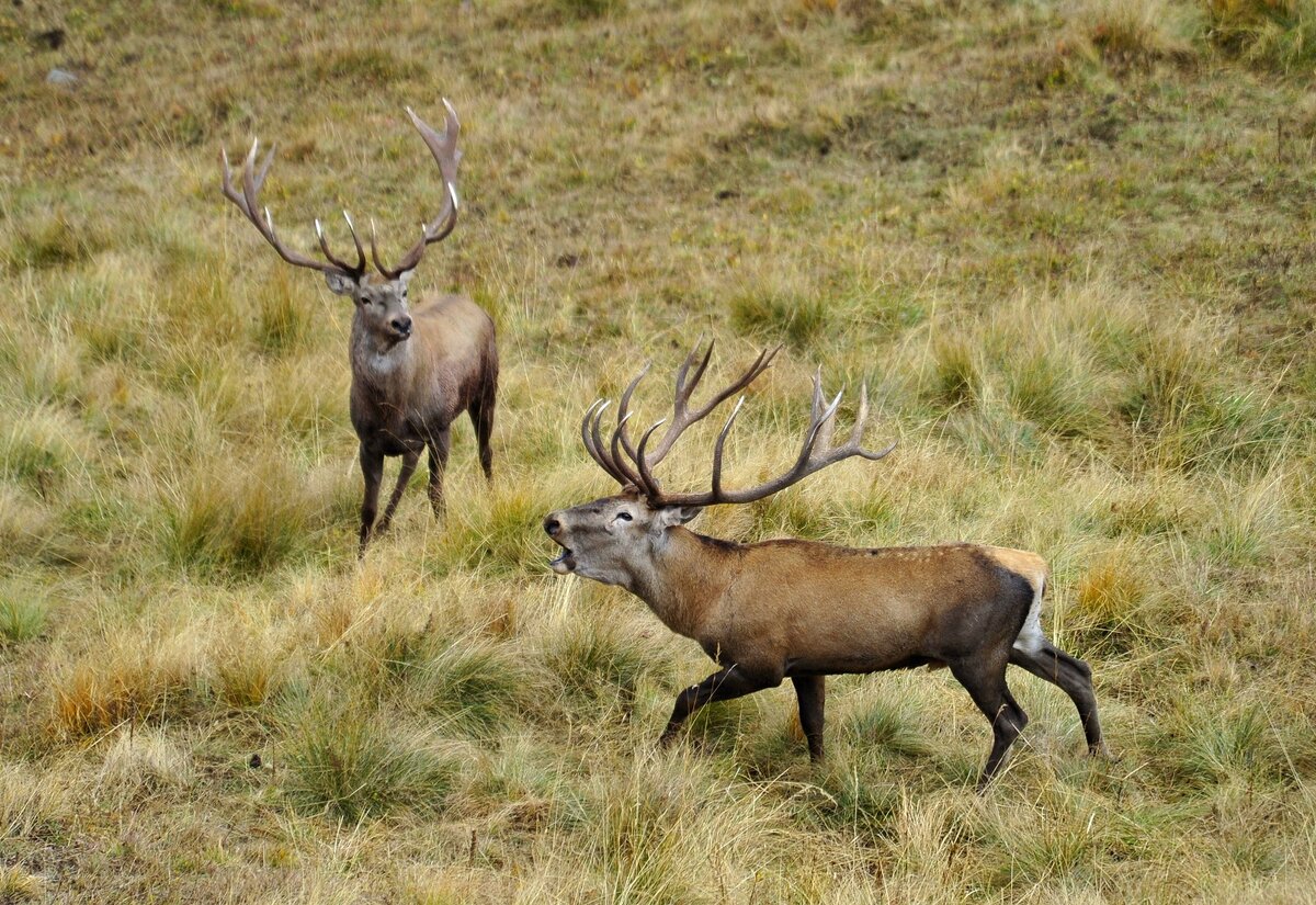 Олени в Кавказском заповеднике