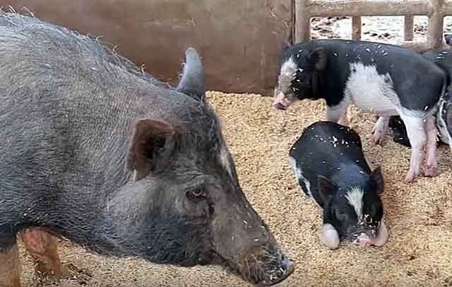 Разведение свиней на мясо: особенности кормления и содержания