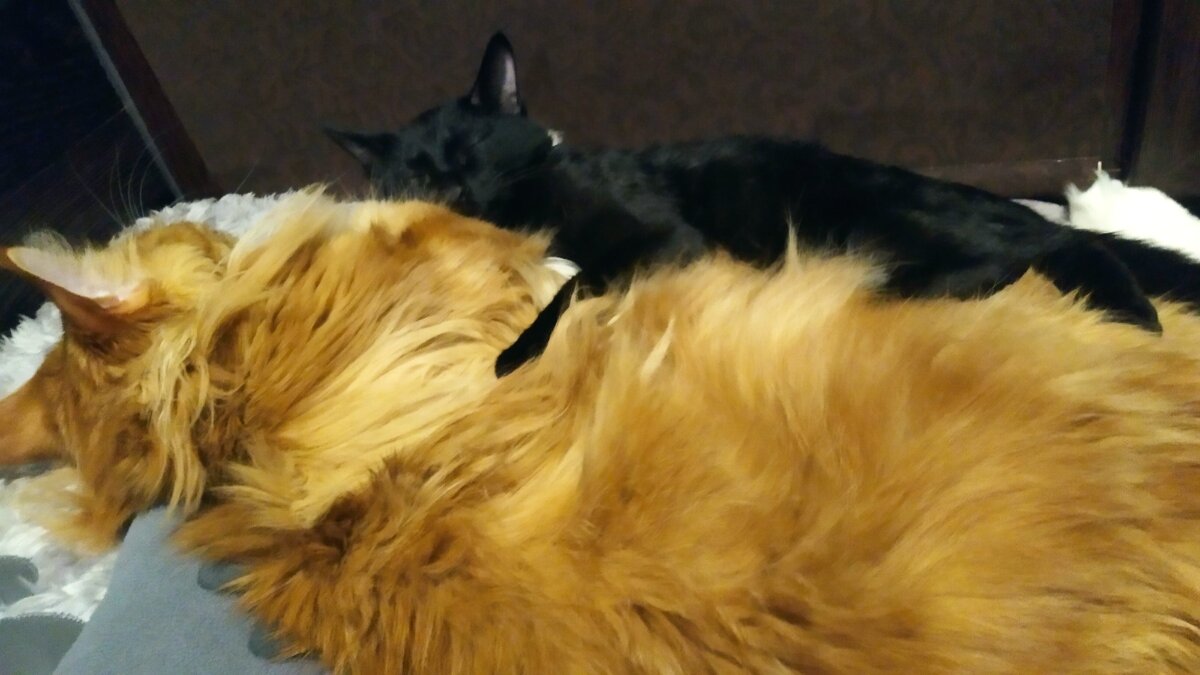 Мейн кун Стëпа и кот Тихон.