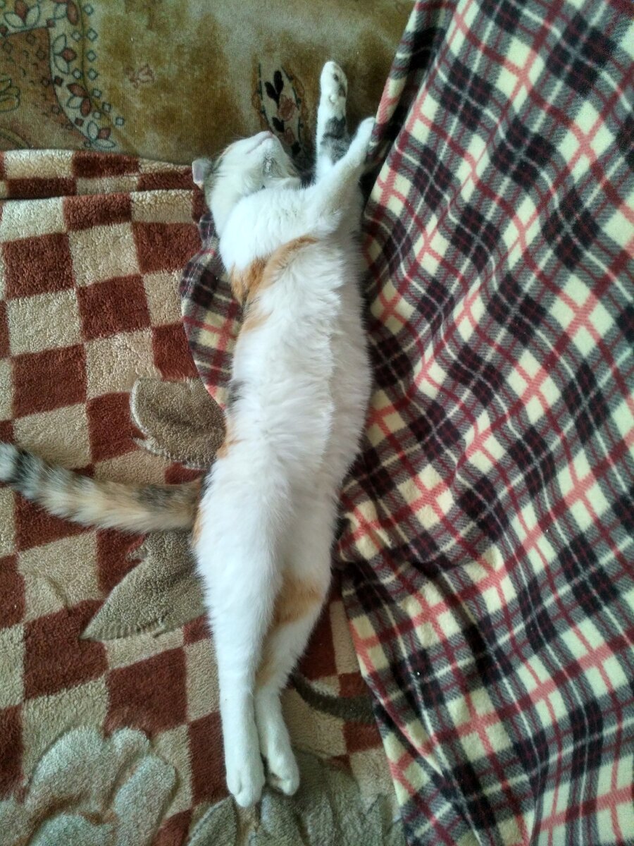 Дома так тепло от топящегося очага, что Юся вольготно развалилась на диване, выставив белый животик напоказ