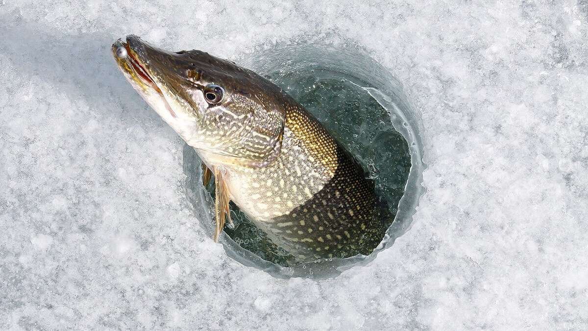 фото щуки зимой