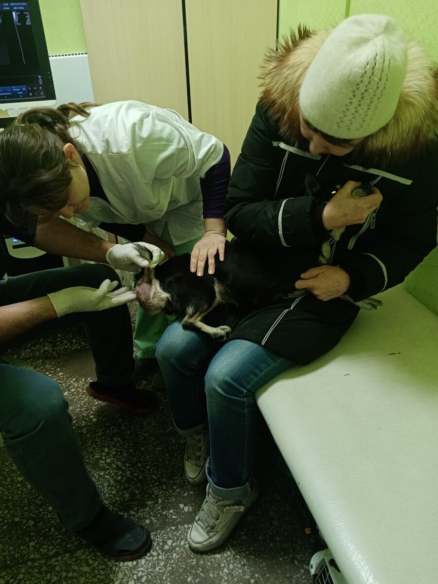 На приёме в Зоодокторе. 