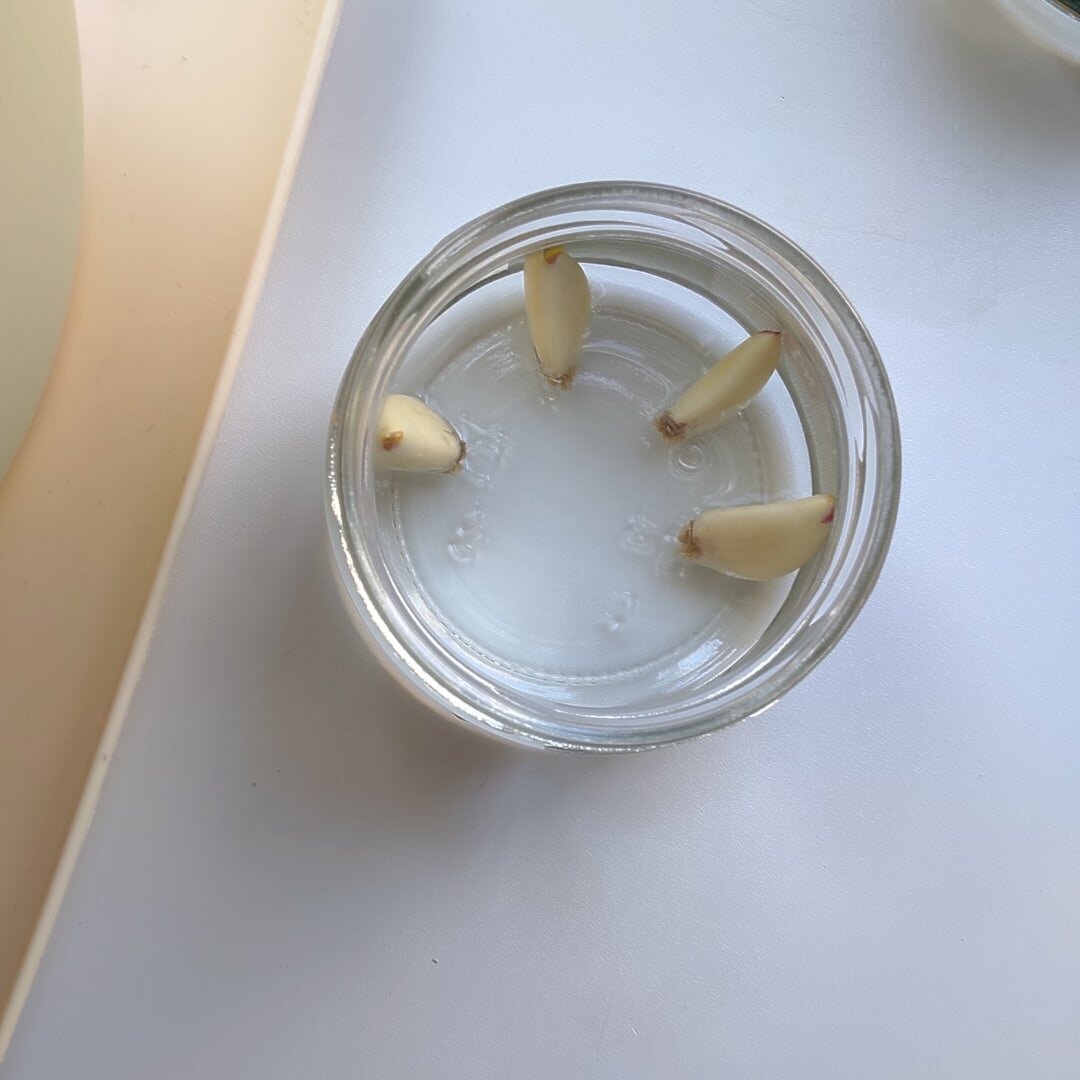 Начало укоренения зубчиков