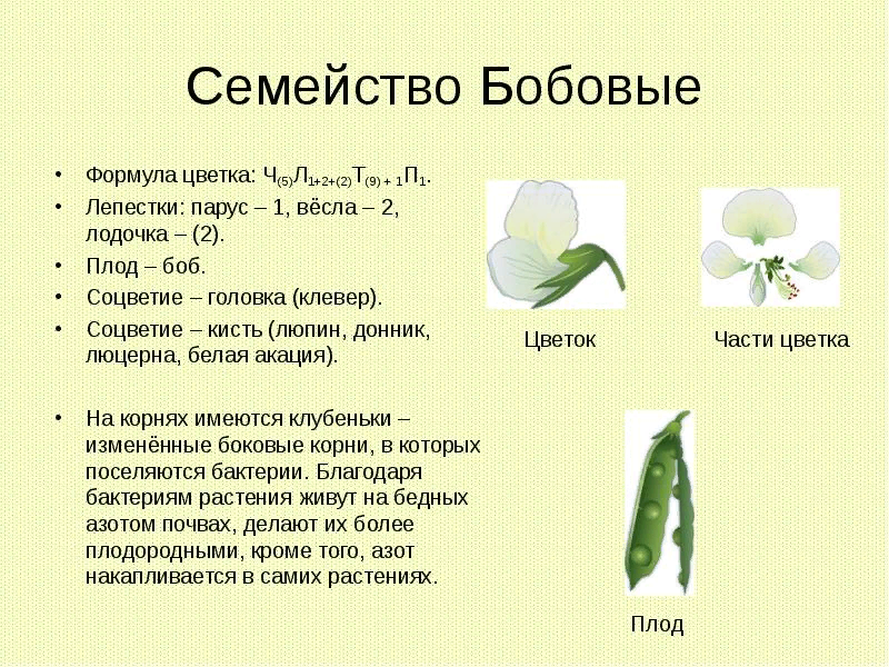 Класс Двудольные. Характеристика семейства Мотыльковые (Бобовые)