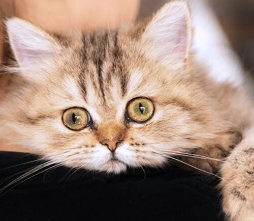 Почему кошка кашляет - 6 распространенных причин | Лапа помощи | Дзен