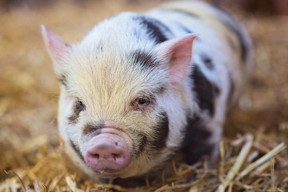 Весь рисунок выполнен шариковой ручкой