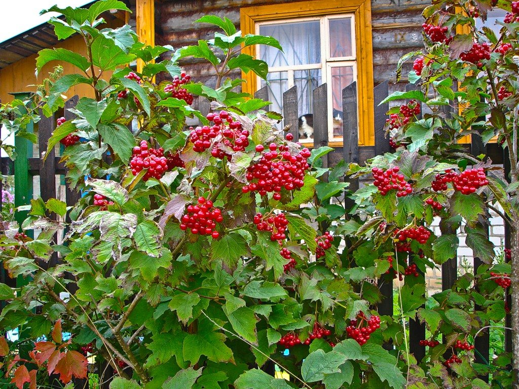 Калина куст. Калина (Viburnum). Калина Ульгень. Калина красная куст.