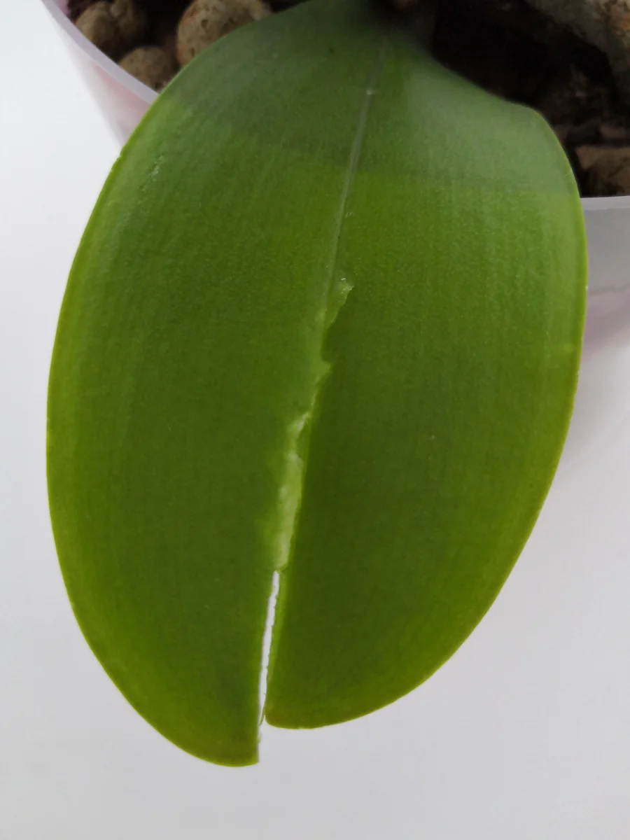 Вот таким образом надрываем лист и растягивая в стороны снимаем полность от шейки.