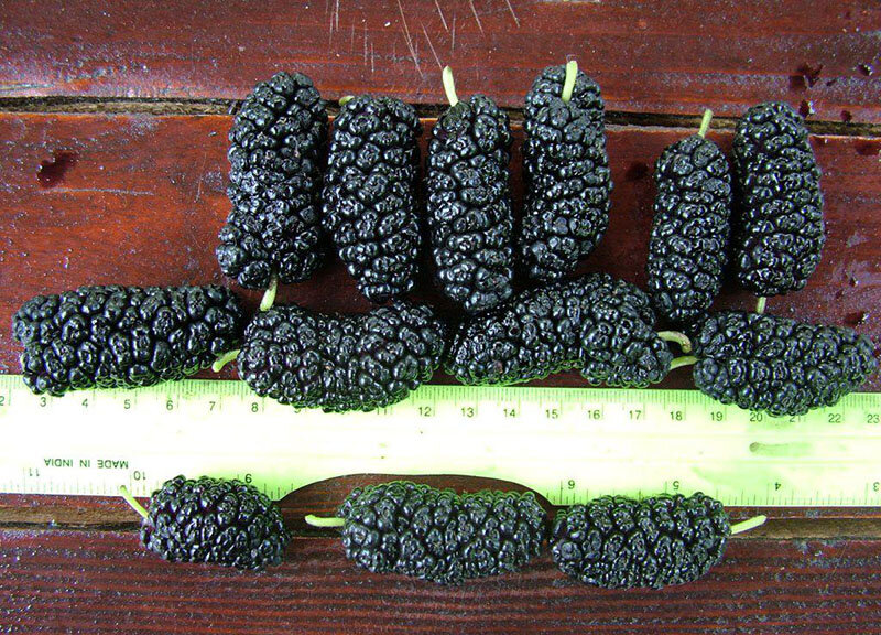 Шелковица Хартут