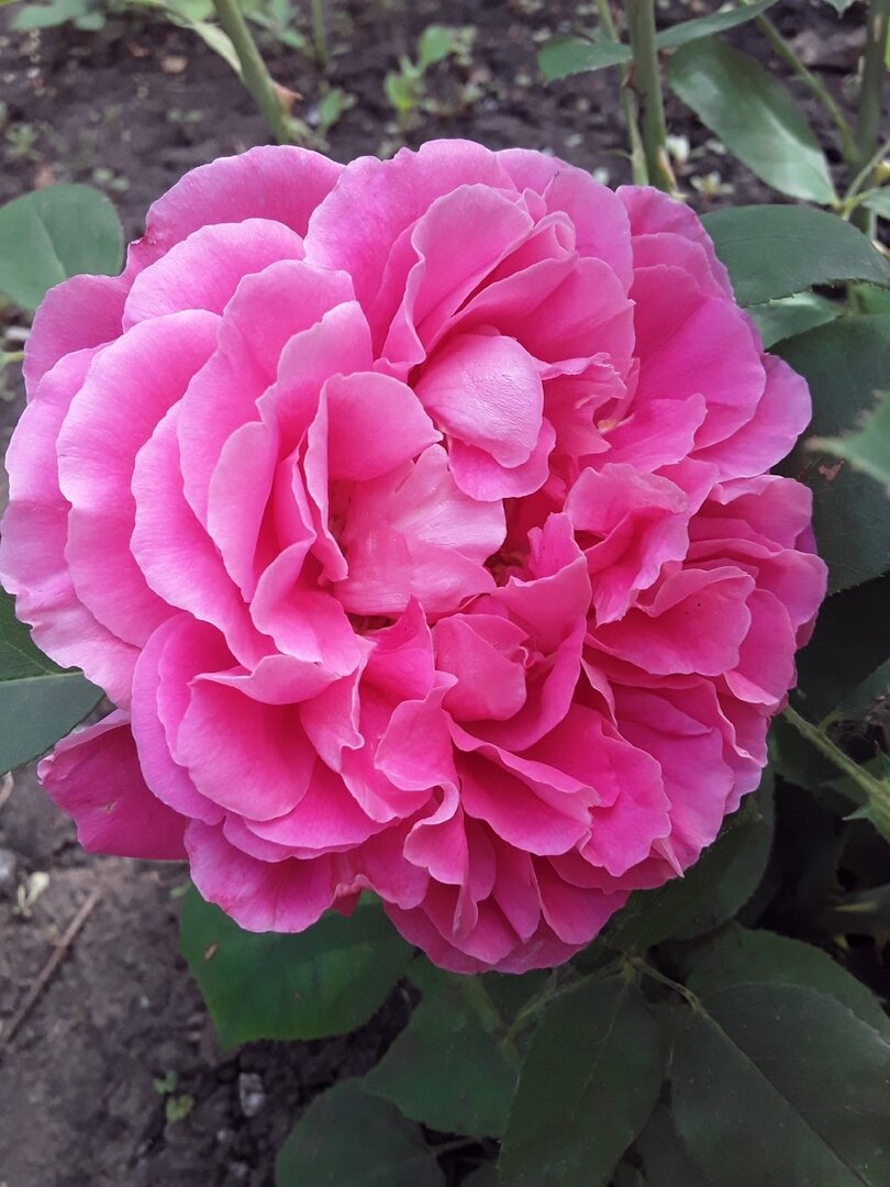 Тот же сорт, раскрытие новых бутонов после обработки инсектицидом