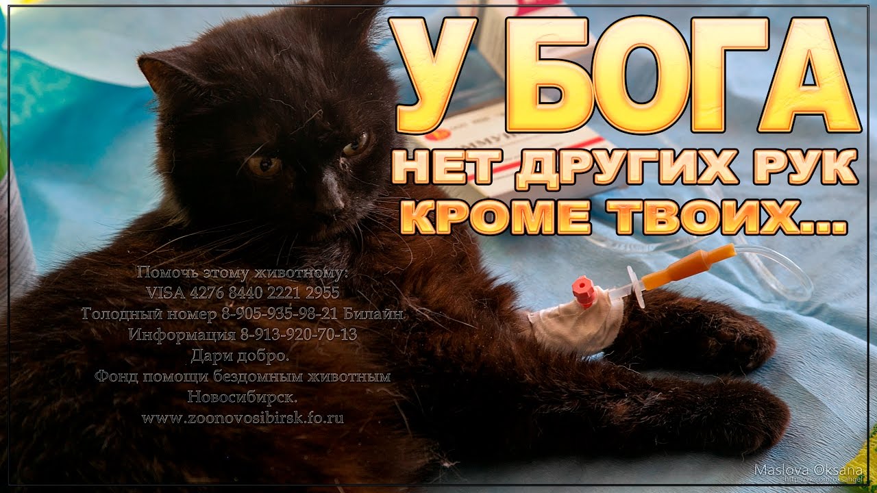 🐈🆘Кот ждет помощи 🙏‼ Упал с высоты😩 осложнения после травмы Cat is  waiting for help