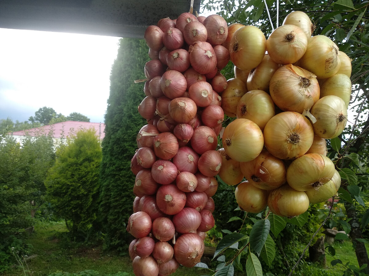 Лук в косах на просушке. Фото автора