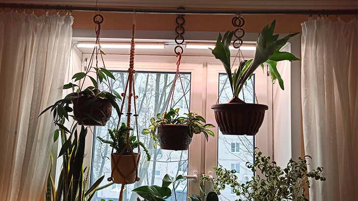 Платицериум подморозил листья, но отрастил новые. Зимой жил под лампами. Фото автора