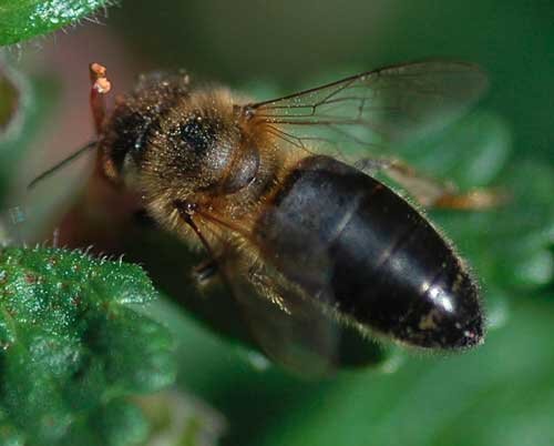 Окраска тела пчелы. Среднерусская пчела. Среднерусская бурзянская пчела. Среднерусская Лесная темная пчела. Бурзянская бортевая пчела.