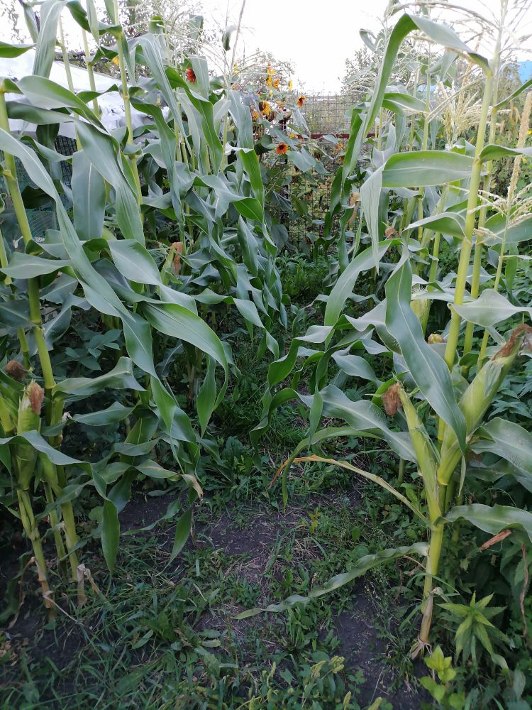 Моя кукуруза еще выше подсолнухов растте, фото автора