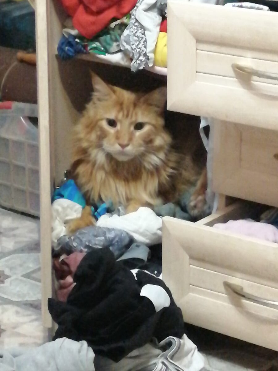 Напихали всяких тряпок, котику негде лечь!