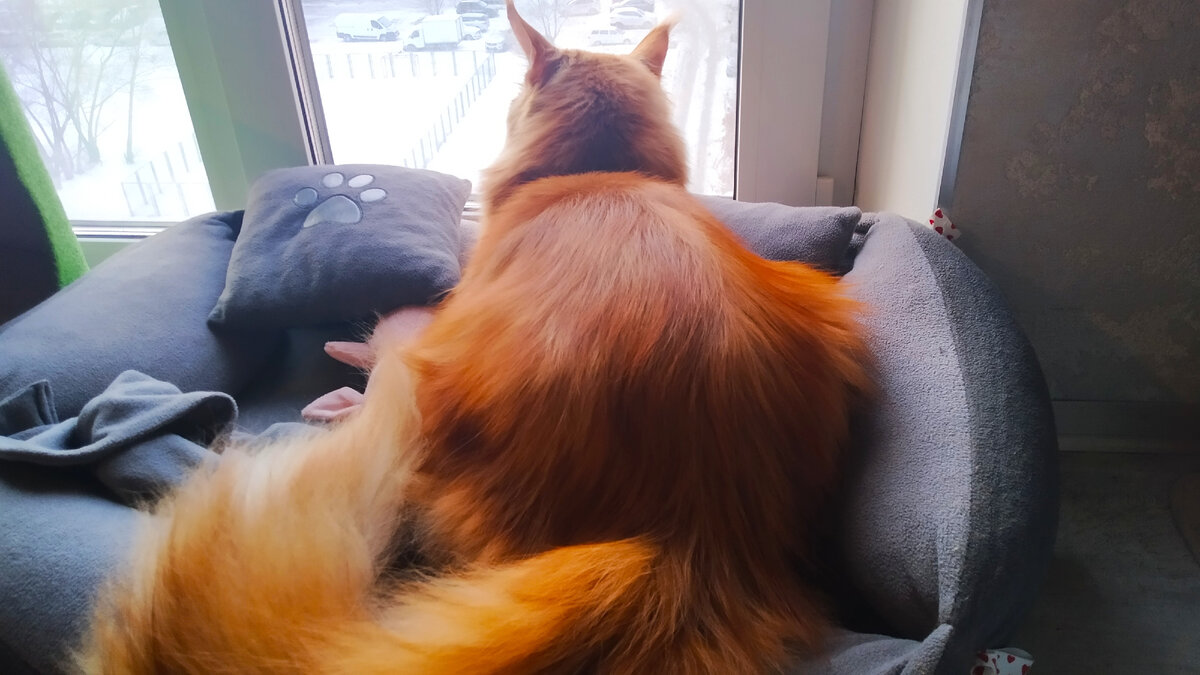 Мейн кун Степа.